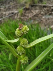 Sparganium glomeratum