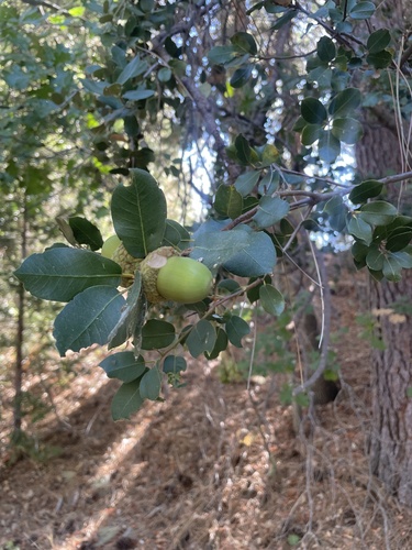 iNaturalist observation photo of canyon live oak