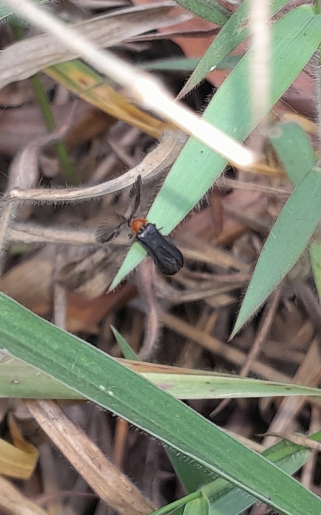 Amydetes lucernula