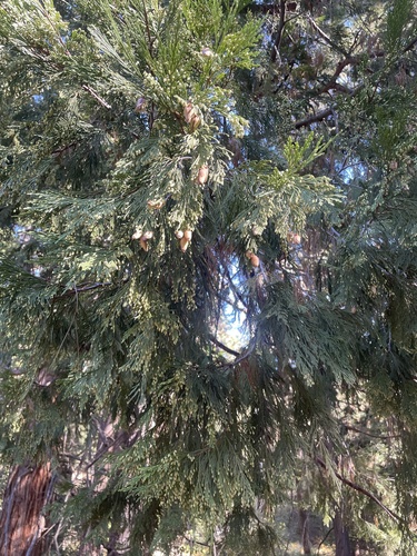 iNaturalist observation photo of California incense-cedar
