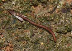 Cambalopsidae