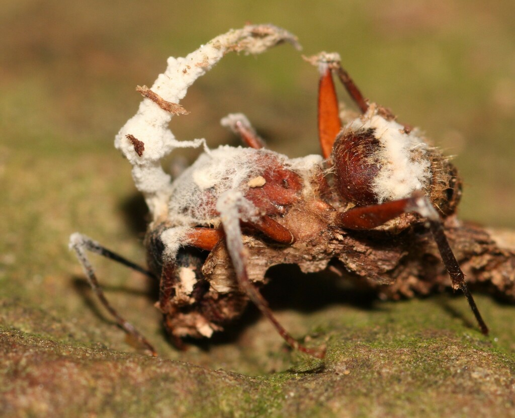 Simplicillium lanosoniveum