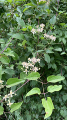 Clematis vitalba