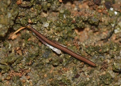 Cambalopsidae