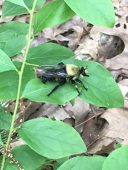 Laphria grossa