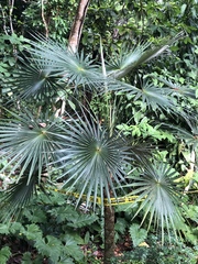 Coccothrinax argentea