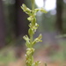 Alaska Rein Orchid - Photo (c) Dan and Raymond, some rights reserved (CC BY-NC-SA)