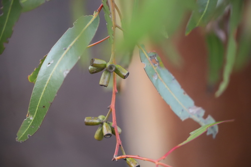 Eucalyptus dundasii, 2024-07-19