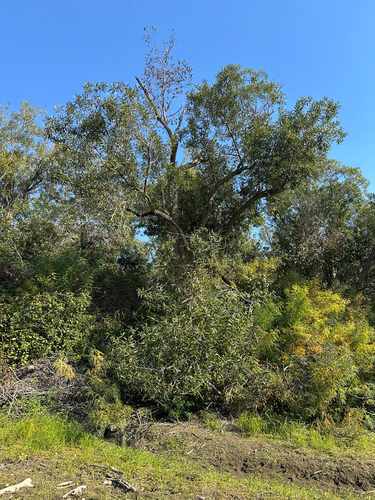 Image of Salix lasiandra by (c) Kieran Hanrahan, some rights reserved (CC BY)