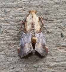 Cacozelia basiochrealis