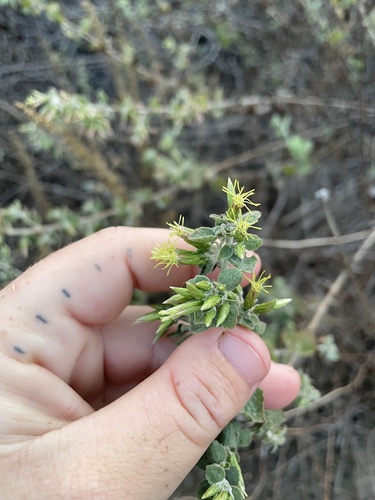 California brickellbush (Brickellia californica)