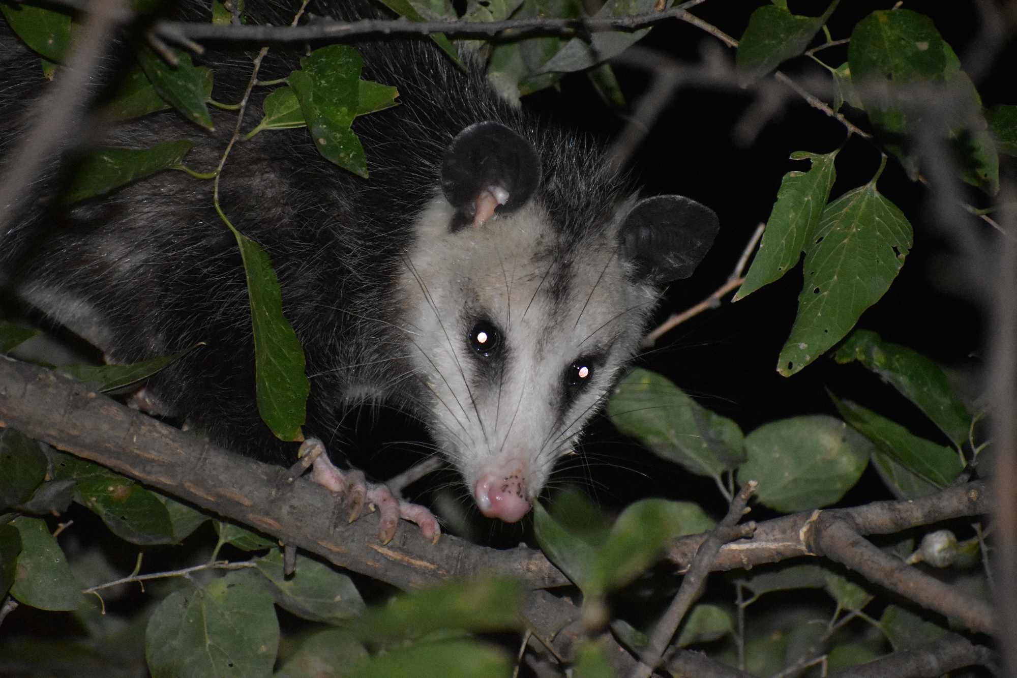 Didelphis virginiana<br>11 October, 2024