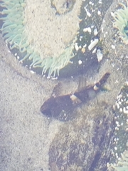 Clinocottus globiceps