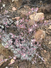 Dudleya attenuata
