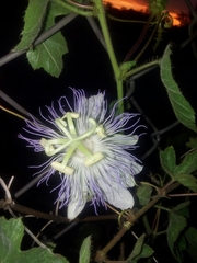 Passiflora arizonica