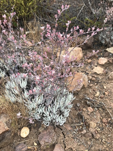 Dudleya attenuata
