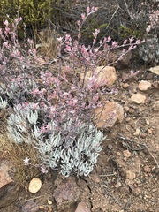 Dudleya attenuata