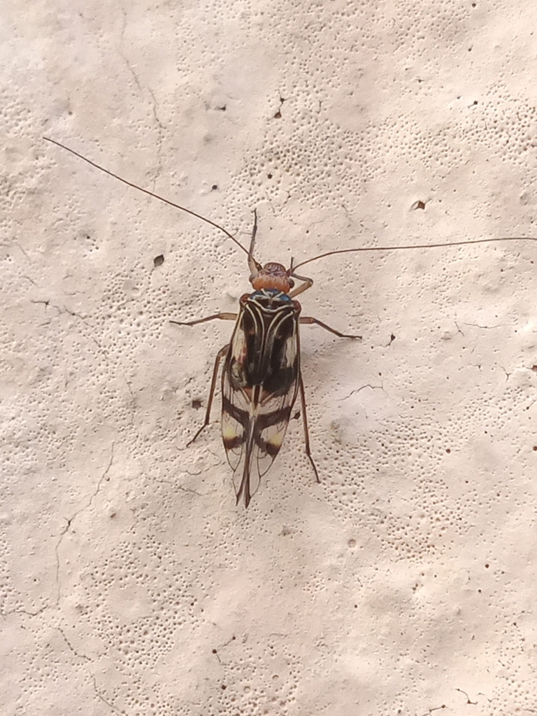 Cerastipsocus trifasciatus