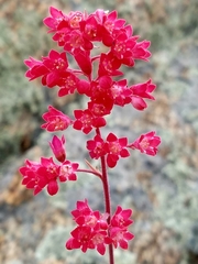 Heuchera sanguinea