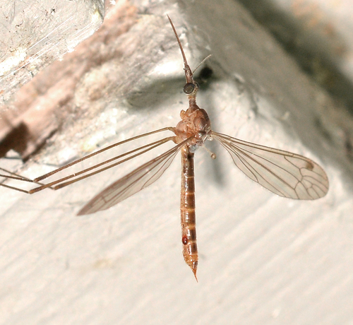 Geranomyia canadensis