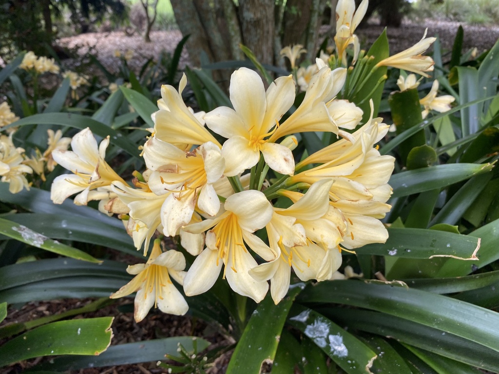 Clivia miniata 2