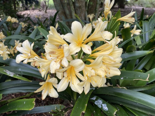 Clivia miniata