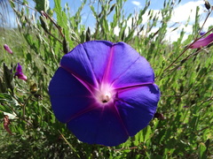 Ipomoea stans