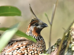 Crested Bobwhite photo 4