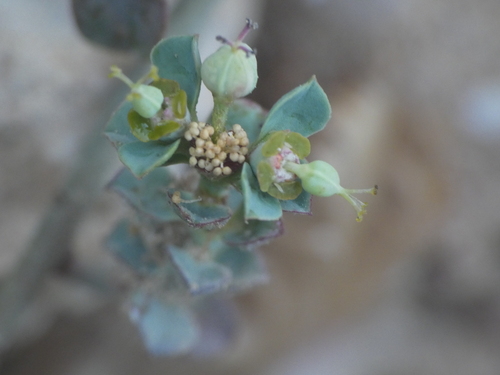 Euphorbia cassia ssp. cassia