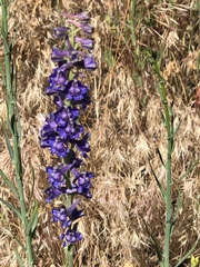 Delphinium parishii