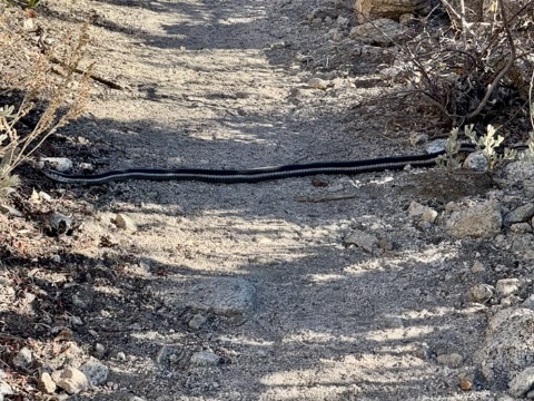 iNaturalist observation photo of Mountain Garter Snake