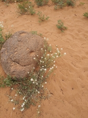Lepidium montanum