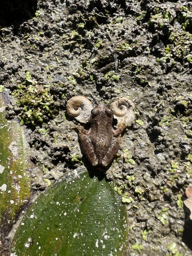 iNaturalist observation photo of Pacific chorus frog