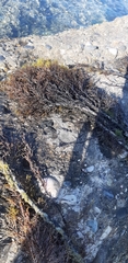 Gongolaria barbata