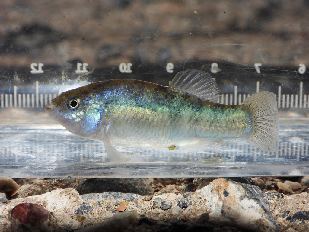 Salt Creek pupfish (Cyprinodon salinus) — Cyprinodontidae