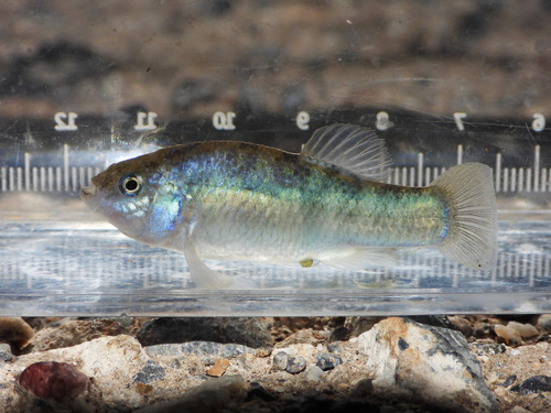 Salt Creek pupfish (Cyprinodon salinus) — Cyprinodontidae