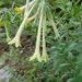 Lithospermum macromeria - Photo 由 University of Arizona Sky School 所上傳的 (c) University of Arizona Sky School，保留部份權利CC BY-NC