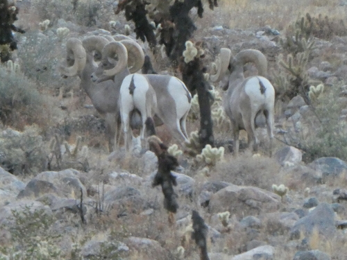 iNaturalist observation photo of Desert Bighorn Sheep