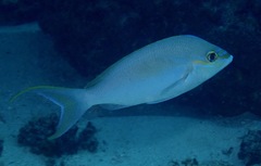 Scolopsis monogramma