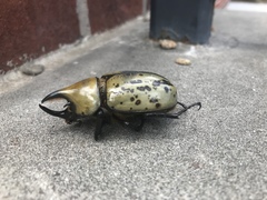 Dynastes tityus