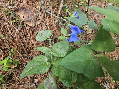 Image of Salvia patens by (c) Francisco Emilio Roldán Velasco, some rights reserved (CC BY)