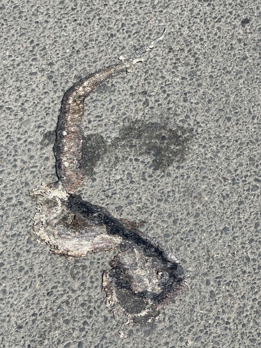 Red-bellied Black Snake sighting