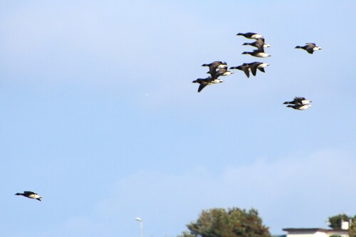 Bernikla tmavá (Branta bernicla)