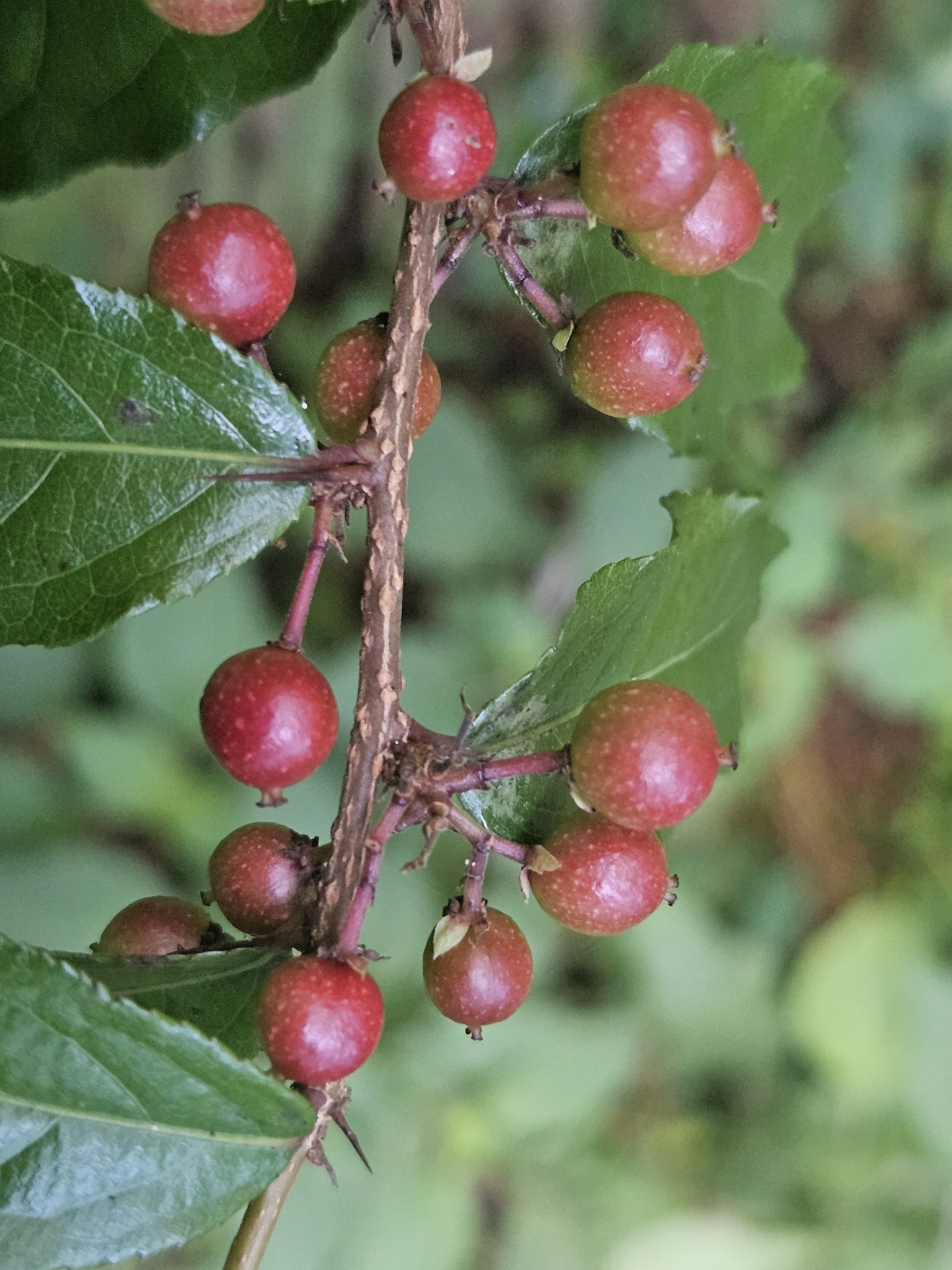 Xylosma chiapensis