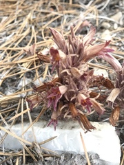 Aphyllon corymbosum mutabile