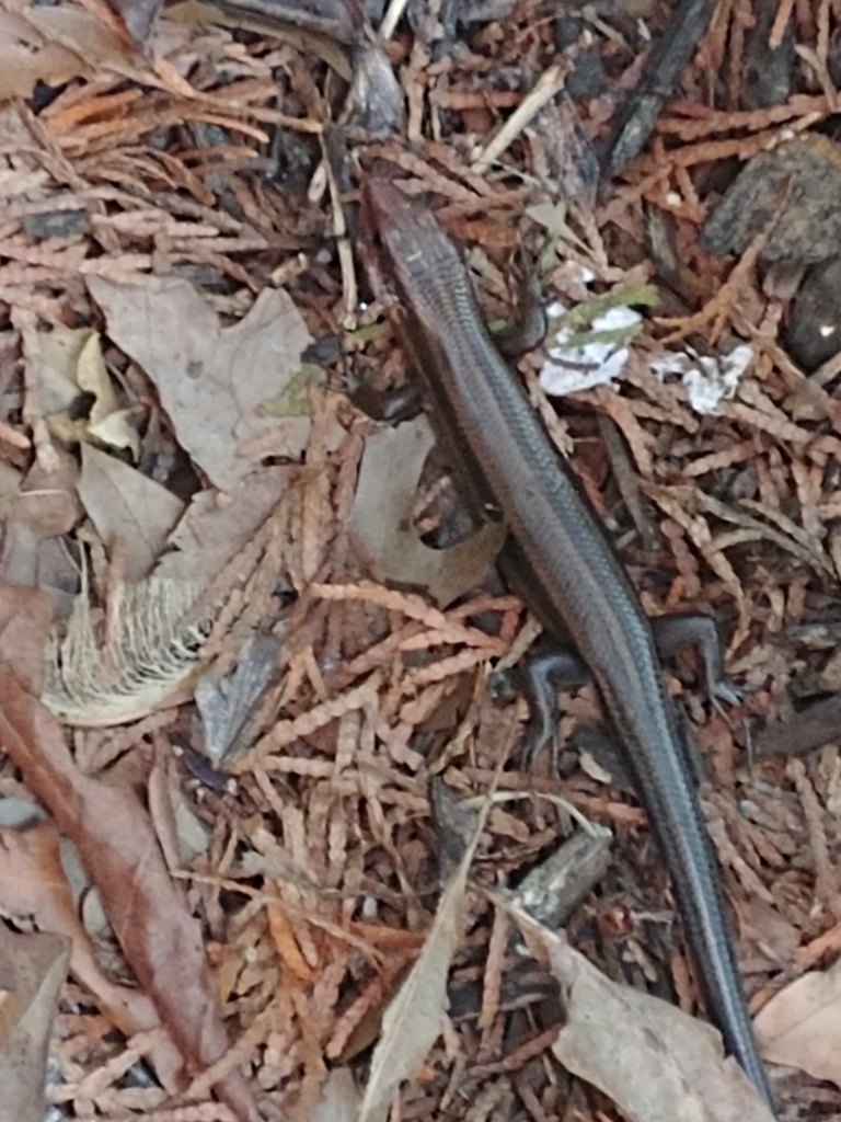 Common Five-lined Skink from North East, MD 21901, USA on July 6, 2019 ...