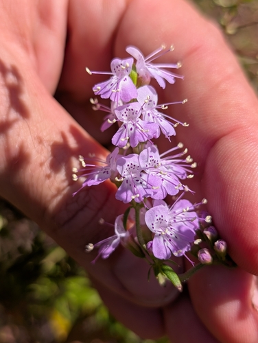 Image of Dicerandra densiflora by (c) Scott Allen Davis, some rights reserved (CC BY)