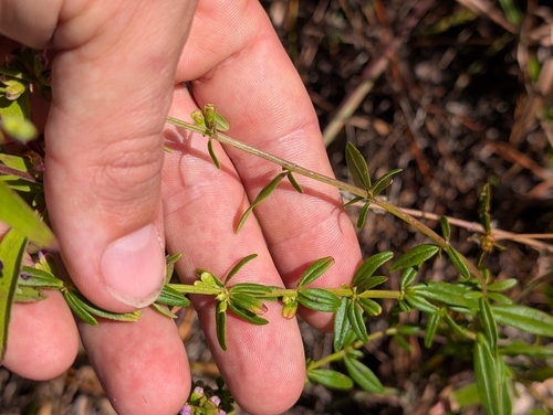 Image of Florida Balm (Dicerandra densiflora) by (c) Scott Allen Davis, some rights reserved (CC BY)