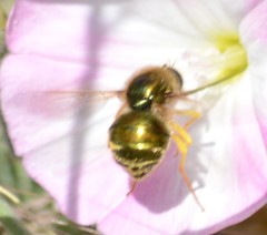 Eulonchus smaragdinus