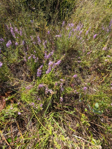 Image of Florida Balm (Dicerandra densiflora) by (c) Scott Allen Davis, some rights reserved (CC BY)